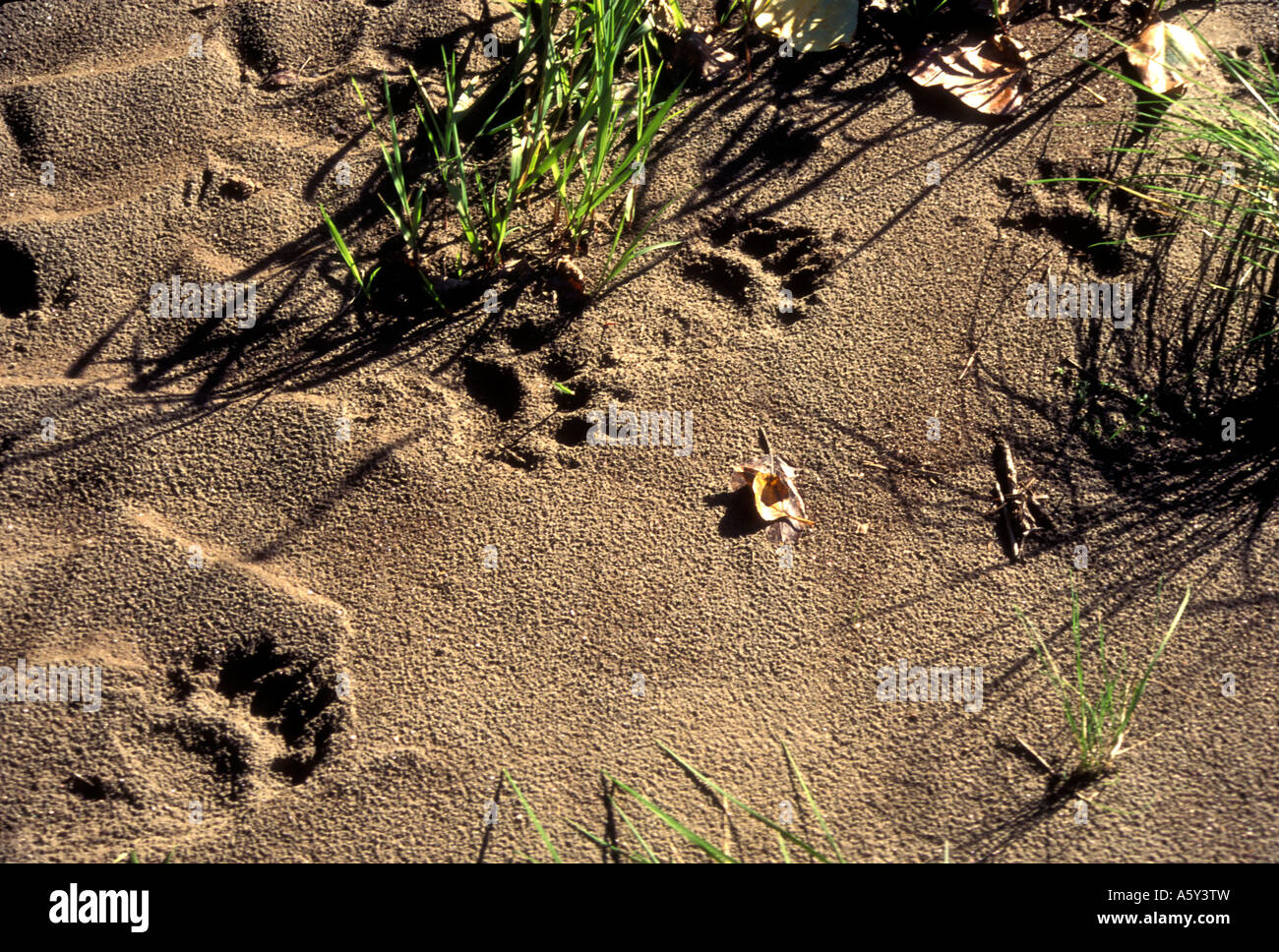 MBK-246 BLACK BEAR TRACKS ON RIVER BANK Stockfoto