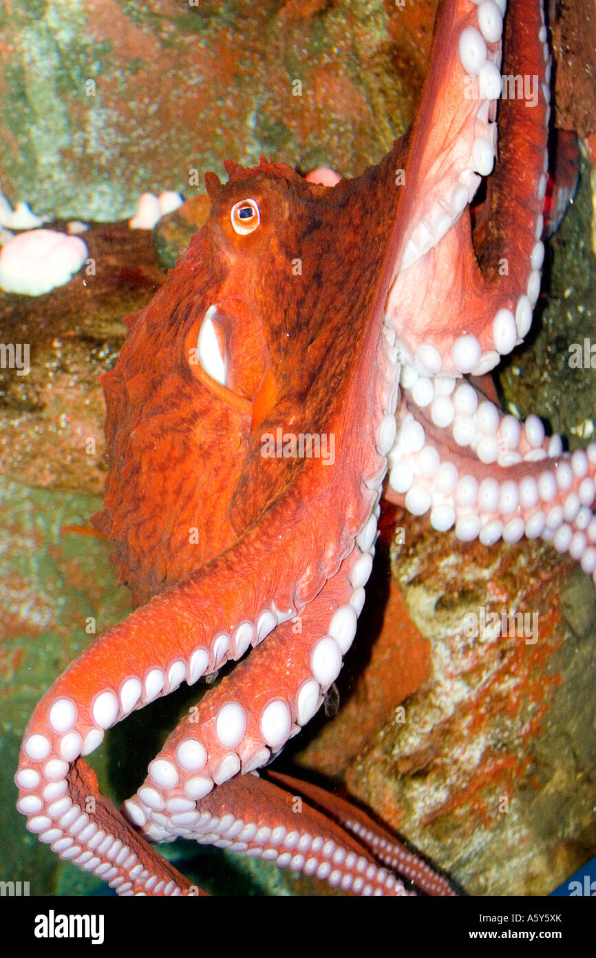 UI - 167D PAZIFISCHE RIESENKRAKE Stockfoto