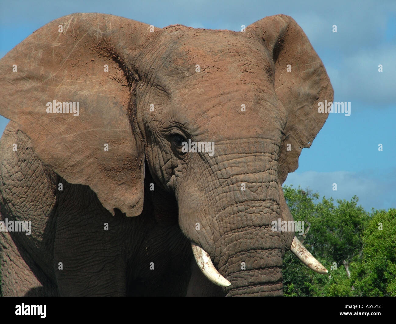 Porträt eines afrikanischen Elefanten Addo Elephant Park Südafrika Republik Süd Afrika RSA Stockfoto