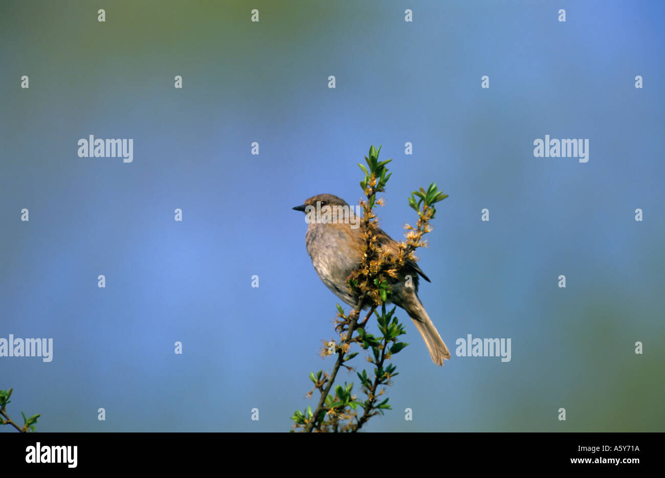 Heckenbraunelle Prunella Modularis sitzen gegen einen blauen Himmel Hintergrund Paxton Gruben cambridgeshire Stockfoto