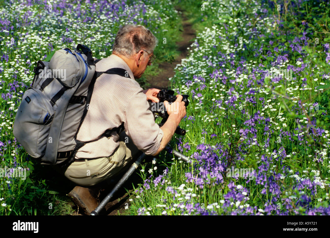 Mann fotografiert Frühlingsblumen in bewaldeten Lichtung mit Rucksack Stockfoto