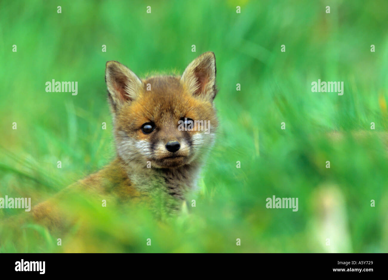 Red Fox Cub Vulpes Vaulpes Warnung in Wiese Potton Bedfordshire suchen Stockfoto