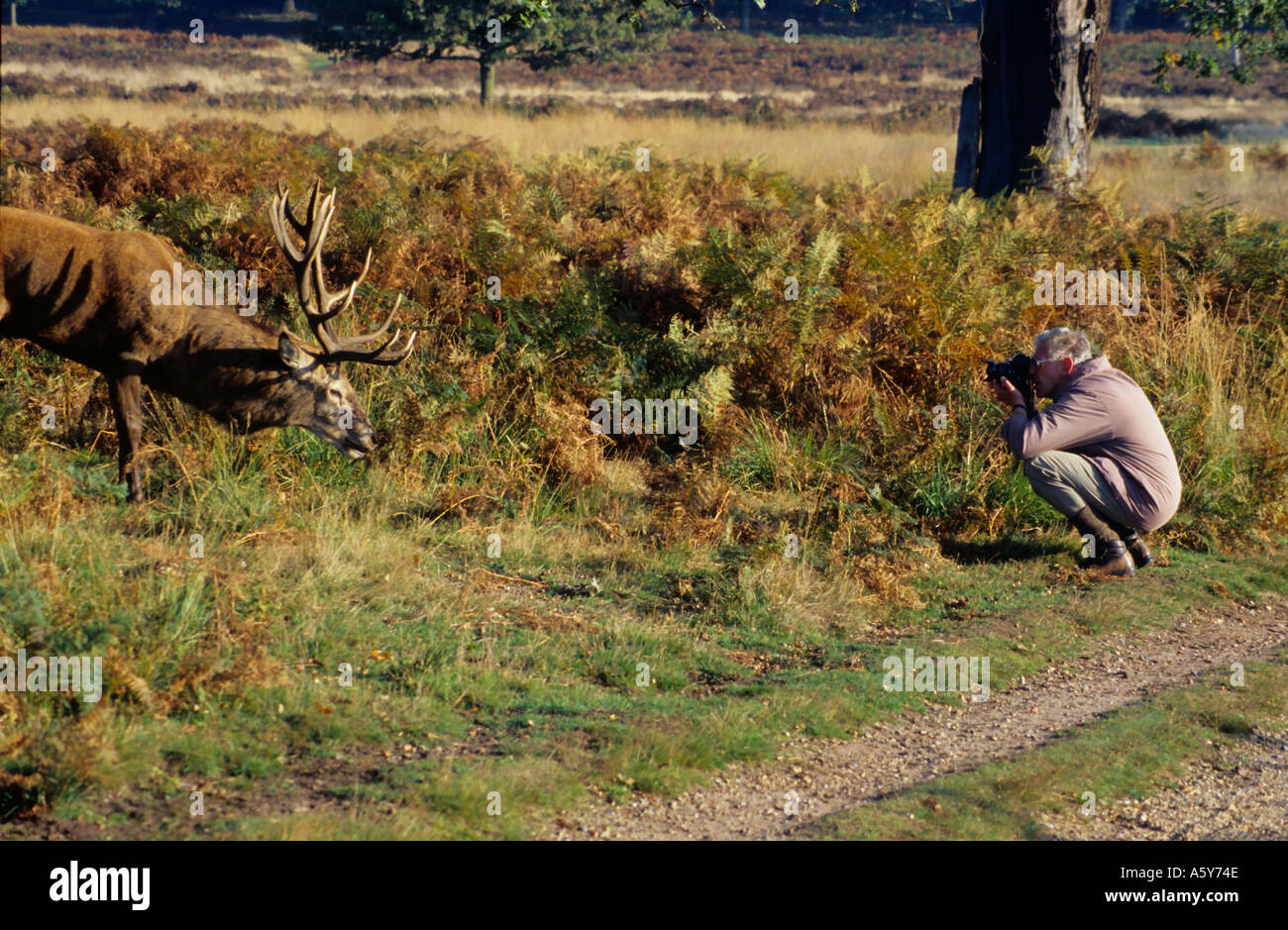 Mann kniete sich fotografieren Rot Hirsch Hirsch Richmond Park in London Stockfoto
