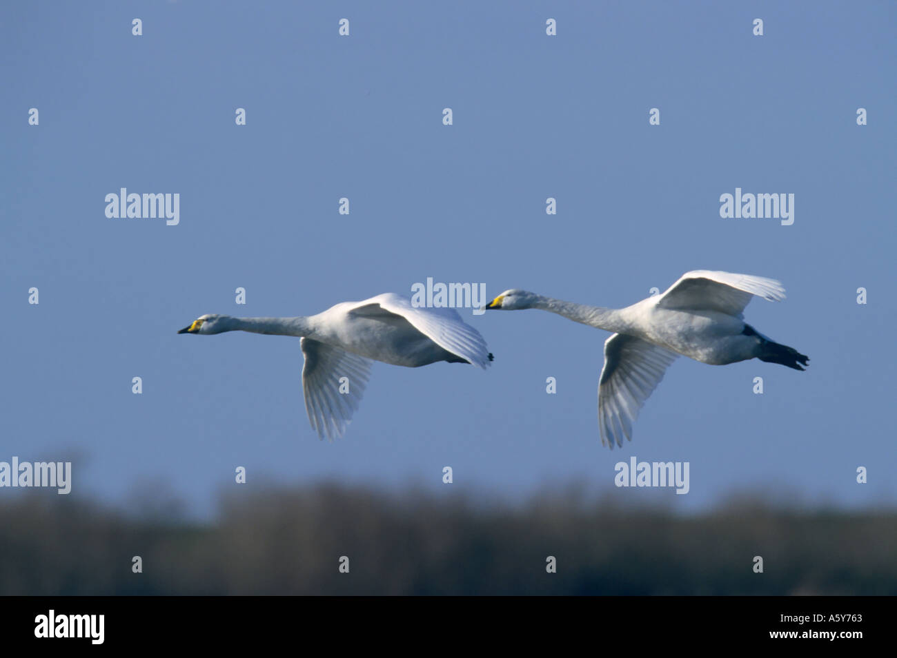 Bewick s Schwan Cygnus Columbianus fliegen über Schilfbeetes mit blauem Himmel Hintergrund Welney norfolk Stockfoto