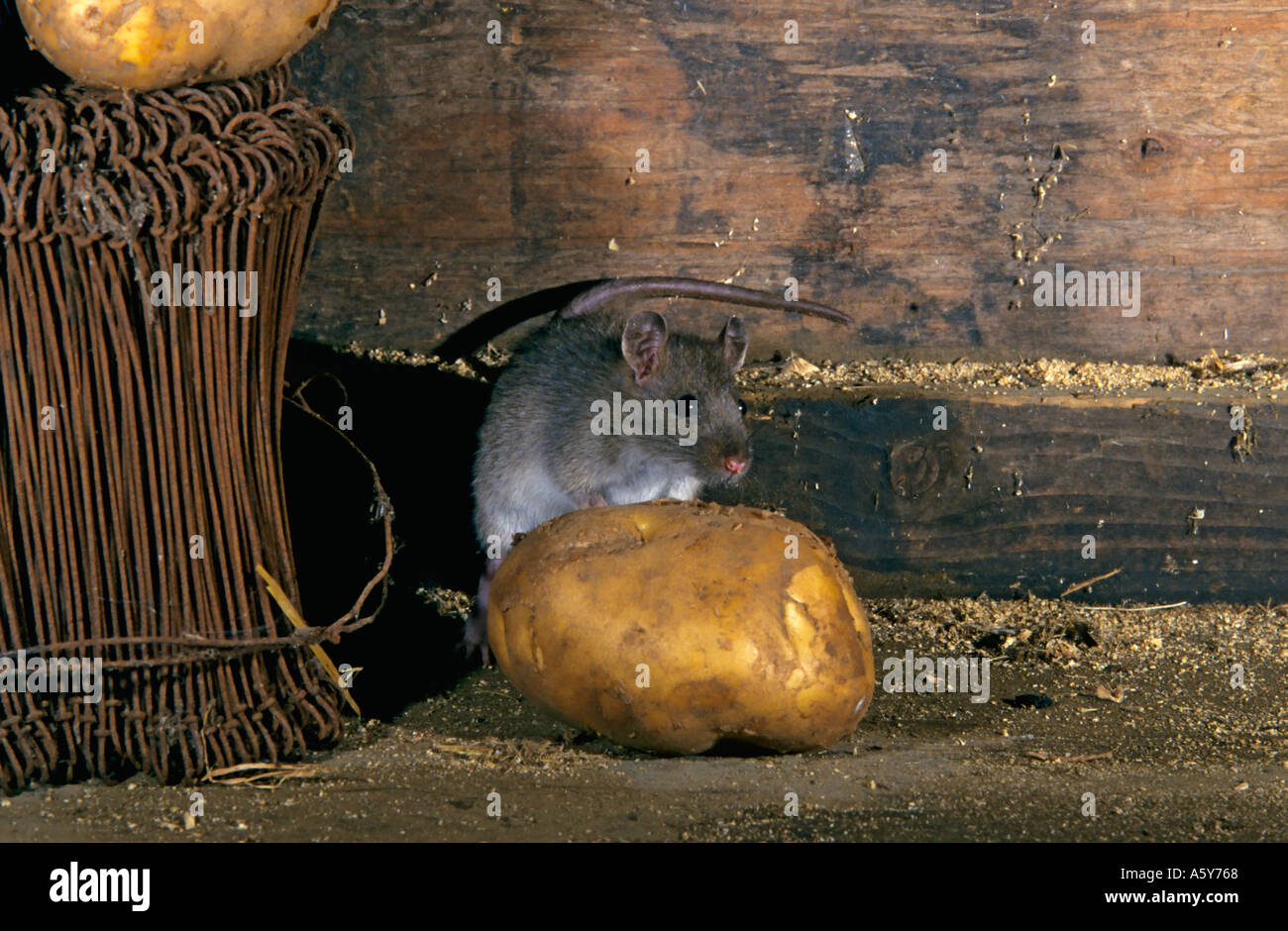Braune Ratte Rattus Norvegicus Fütterung auf Kartoffeln in landwirtschaftlichen Gebäudes Potton bedfordshire Stockfoto