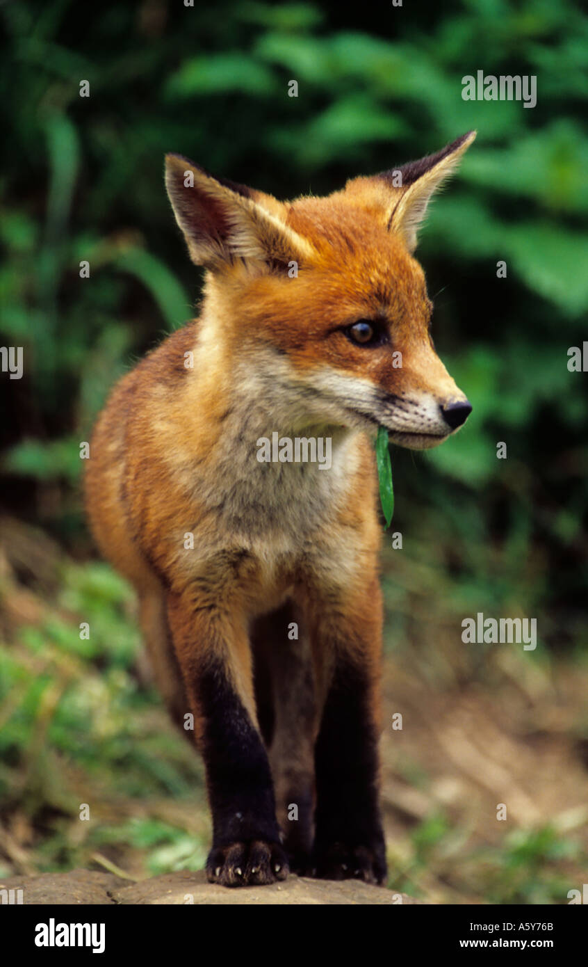 Rotfuchs Vulpes Vaulpes vorne auf Blick Warnung Stockfoto