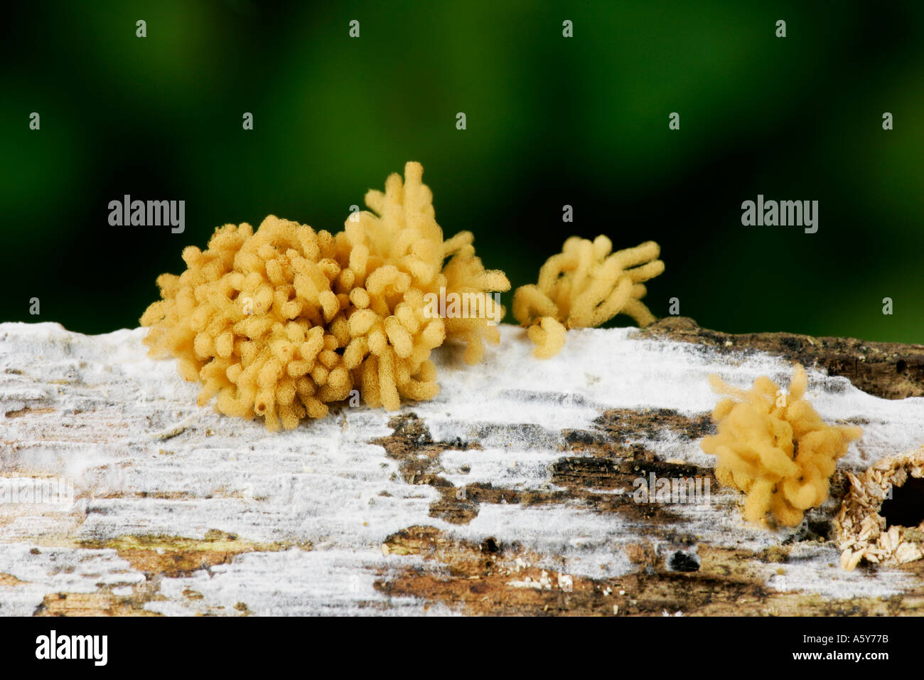 Pilze auf Log Potton Holz Potton Bedfordshire-Gelee Stockfoto