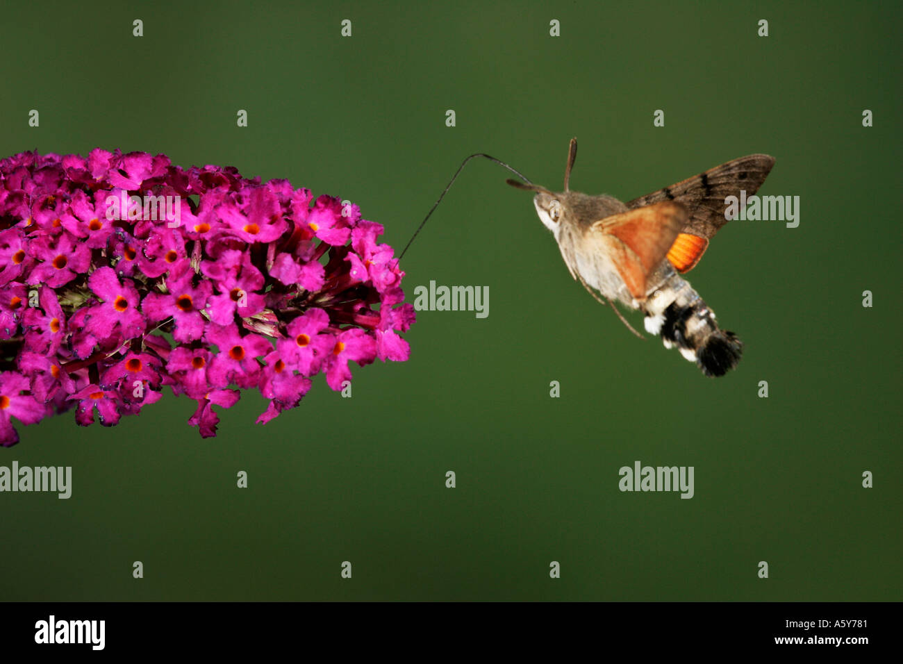Kolibri Hawk Moth Macroglossum Stellatarum im Flug Fütterung an Blumen Potton bedfordshire Stockfoto