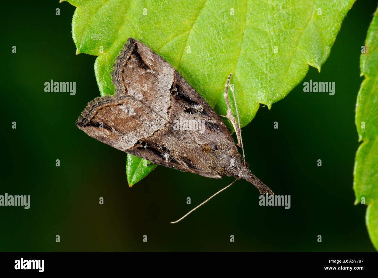 Zugeknöpft Schnauze (Hypena Rostralis) auf Blatt Potton bedfordshire Stockfoto