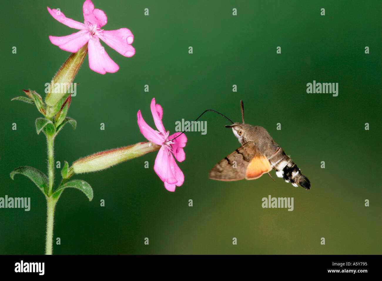Kolibri Hawk Moth Macroglossum Stellatarum im Flug Fütterung an Blumen Potton bedfordshire Stockfoto