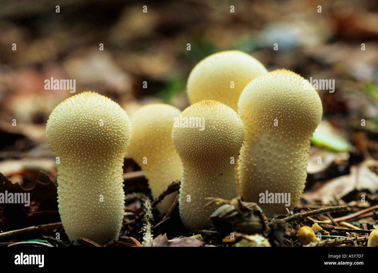 Gemeinsamen Puffball Lycoperdon Perlatum nette Gruppe wächst in Blatt Wurf Gamlingay Holz bedfordshire Stockfoto