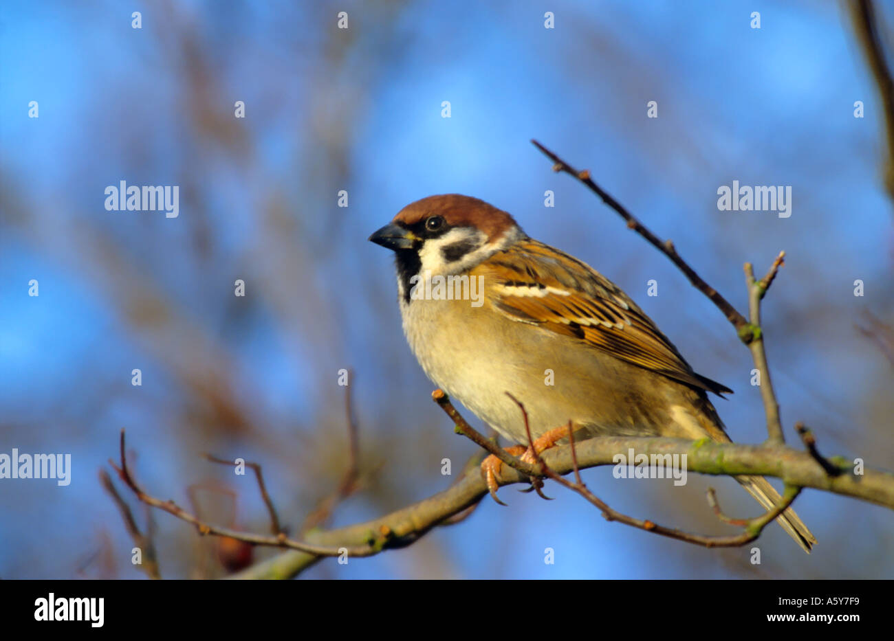 Baum-Spatz Passant Montanus thront auf Zweig mit blauen Himmel Hintergrund Sommer Leys Naturschutzgebiet Northampton Stockfoto