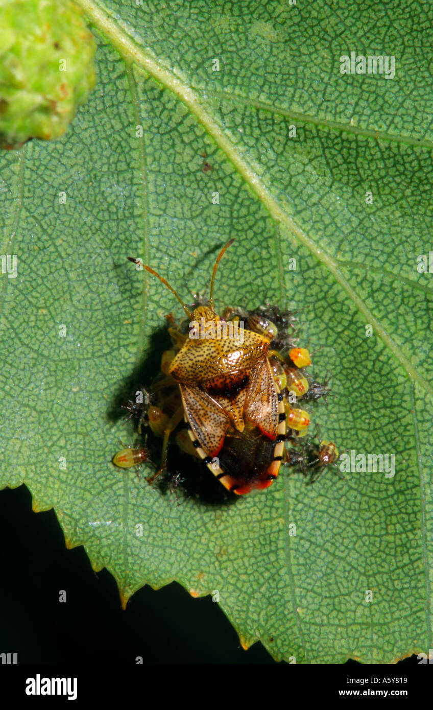 Eltern Sie-Bug Elasmucha Grisea mit Young auf Silver Birch Blatt Potton bedfordshire Stockfoto