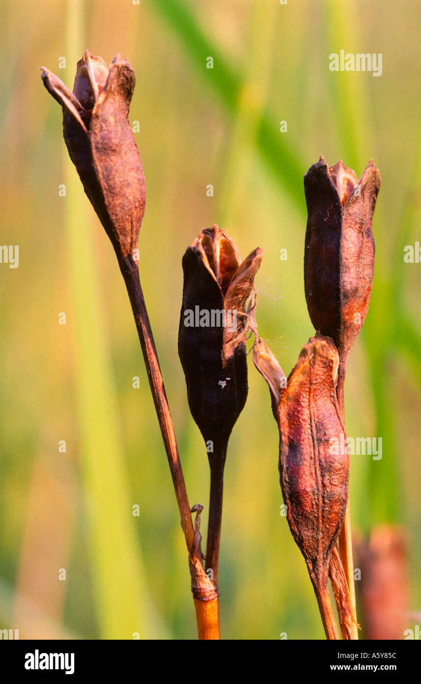 Iris Sibirica Samenköpfe rund um Gartenteich Potton bedfordshire Stockfoto