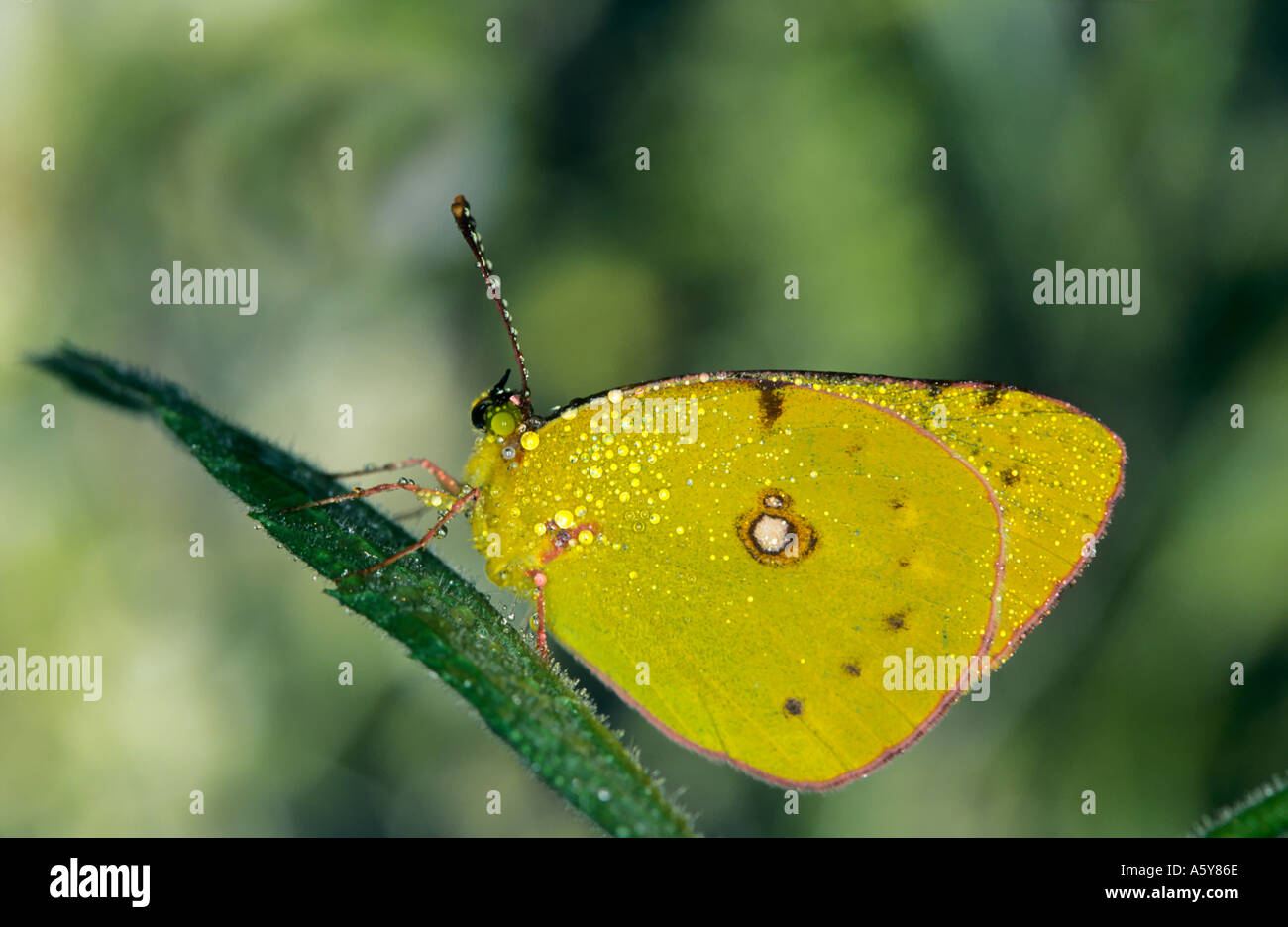 Gelbe Colias Croceus mit Tau auf ruht auf Gräser Potton Bedfordshire getrübt Stockfoto