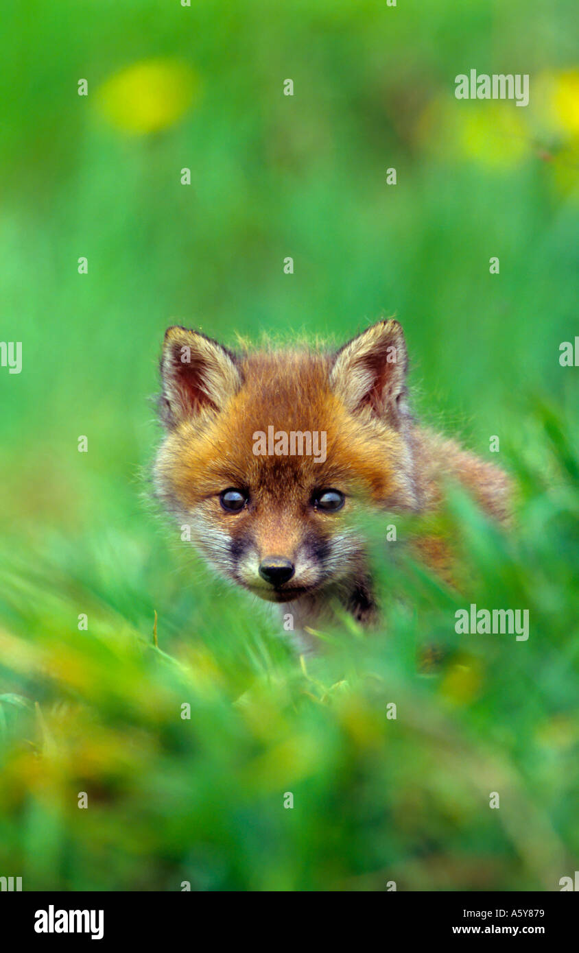 Rotfuchs Vulpes Vaulpes Young Cub suchen durch Grass Potton bedfordshire Stockfoto