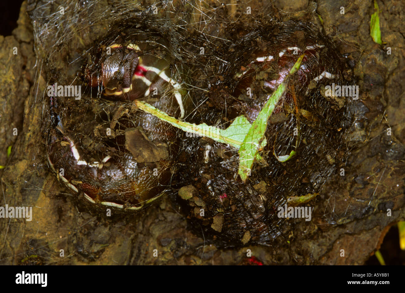 Puss Moth Cerura Vinula 2 Larve spinnen Kokons auf Weide Rinde Potton bedfordshire Stockfoto