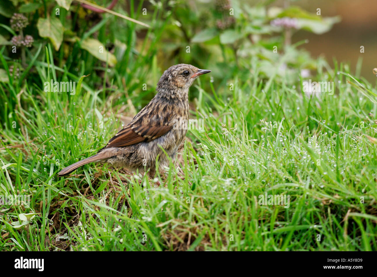 Heckenbraunelle Prunella Modularis stehenden Warnung in Grass Potton Bedfordshire suchen Stockfoto
