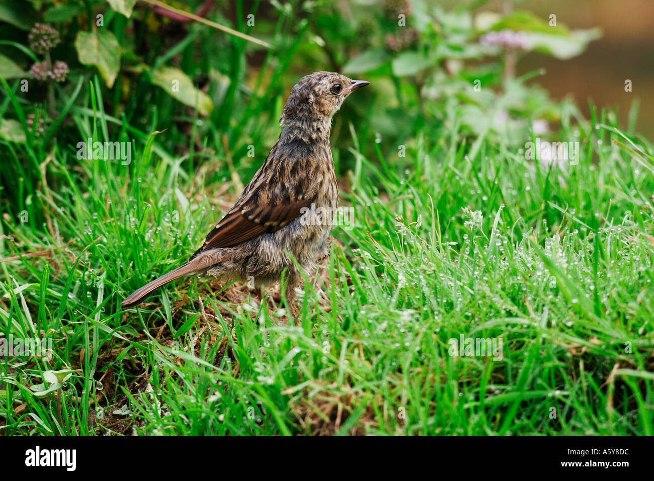 Heckenbraunelle Prunella Modularis stehenden Warnung in Grass Potton Bedfordshire suchen Stockfoto