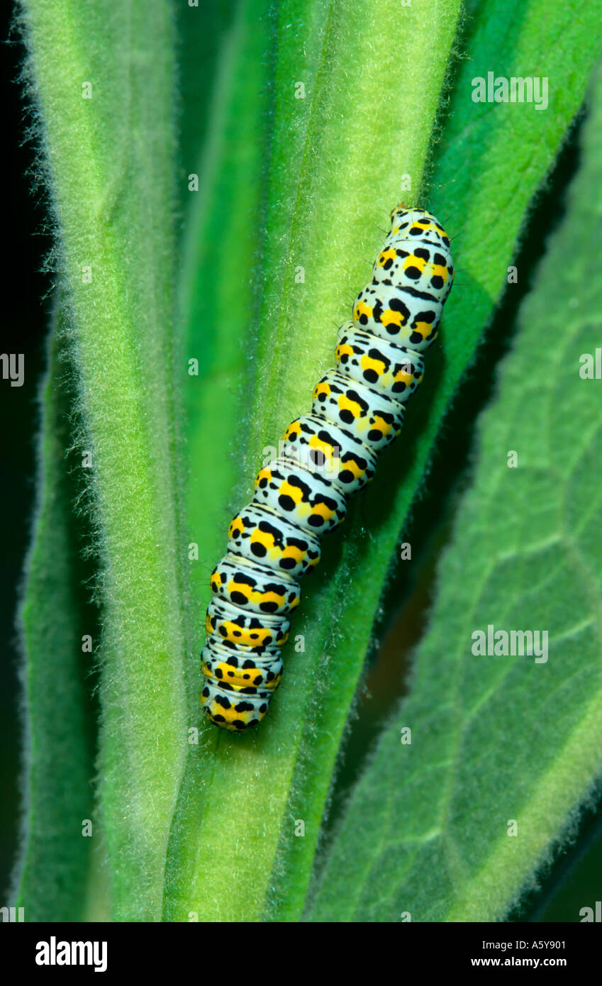 Die Königskerze Shargacucullia Verbasci Larven auf Verbascum Blatt Potton bedfordshire Stockfoto