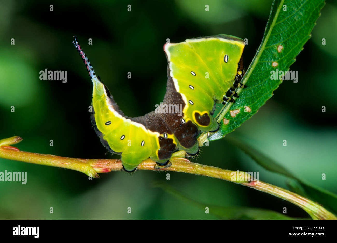 Puss Moth Cerura Vinula Lavae auf Weide suchen alert Potton bedfordshire Stockfoto Puss Moth Cerura Vinula Lavae auf Weide suchen alert Potton bedfordshire Stockfoto