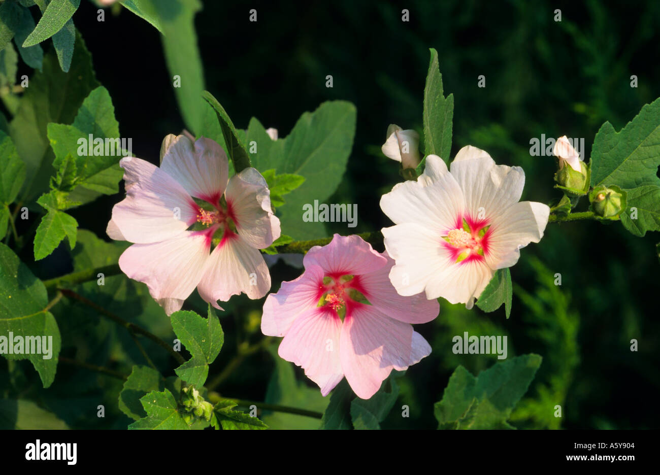 Lavatera Barnsley drei Blumen in Gruppe Potton bedfordshire Stockfoto