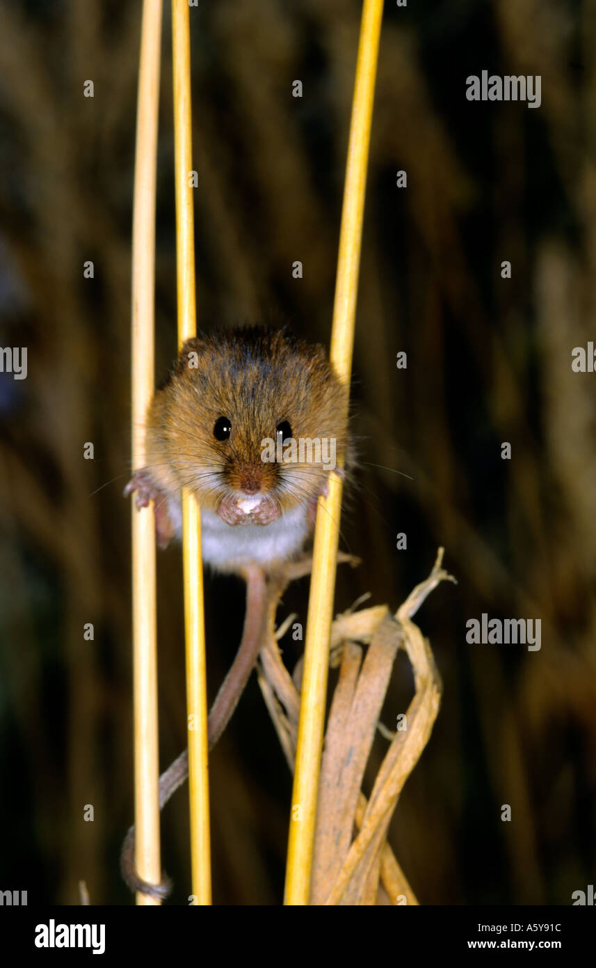 Ernte Maus Micromys Minutus auf Weizenstroh zeigt Greifschwanz Potton bedfordshire Stockfoto