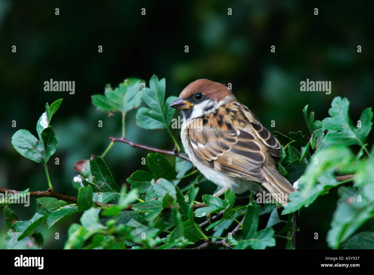 Baum-Spatz Passant Montanus thront im Weißdorn Warnung in schönen hellen Northampton suchen Stockfoto