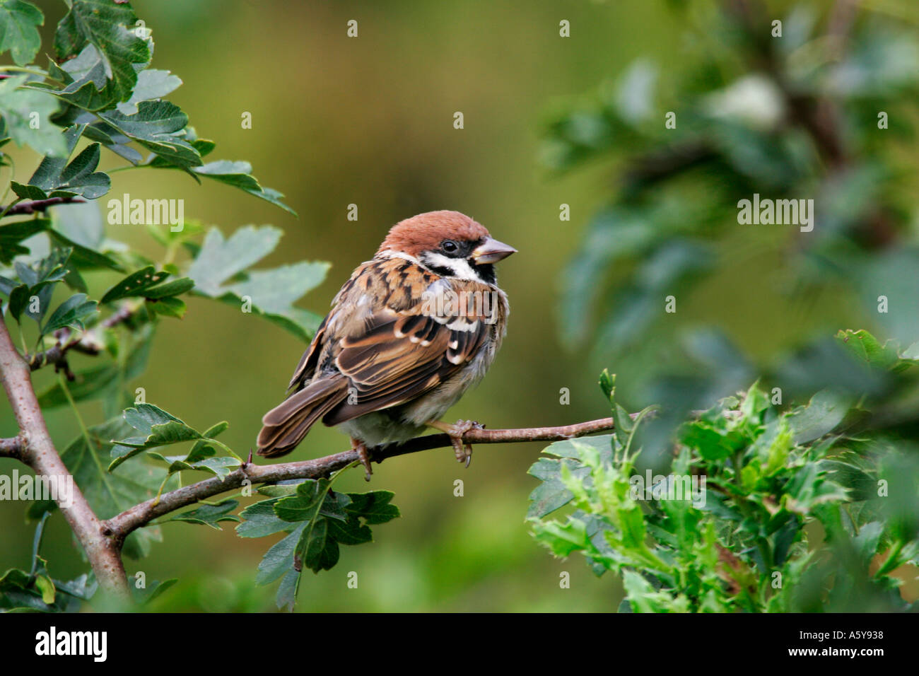Baum-Spatz Passant Montanus thront im Weißdorn Warnung in schönen hellen Northampton suchen Stockfoto