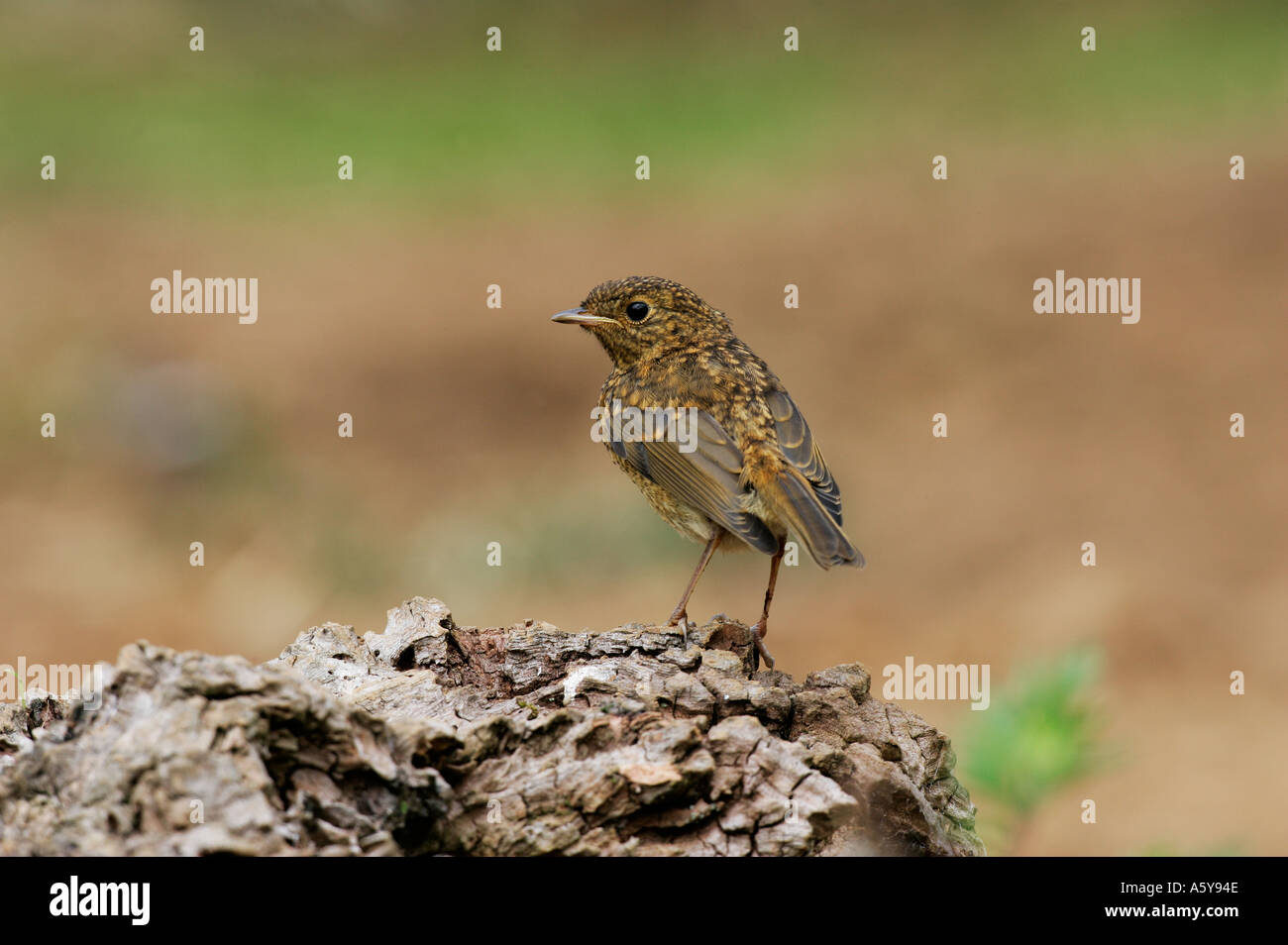 Young Robin Erithacus Rubecula thront auf alte Log alert Potton Bedfordshire suchen Stockfoto