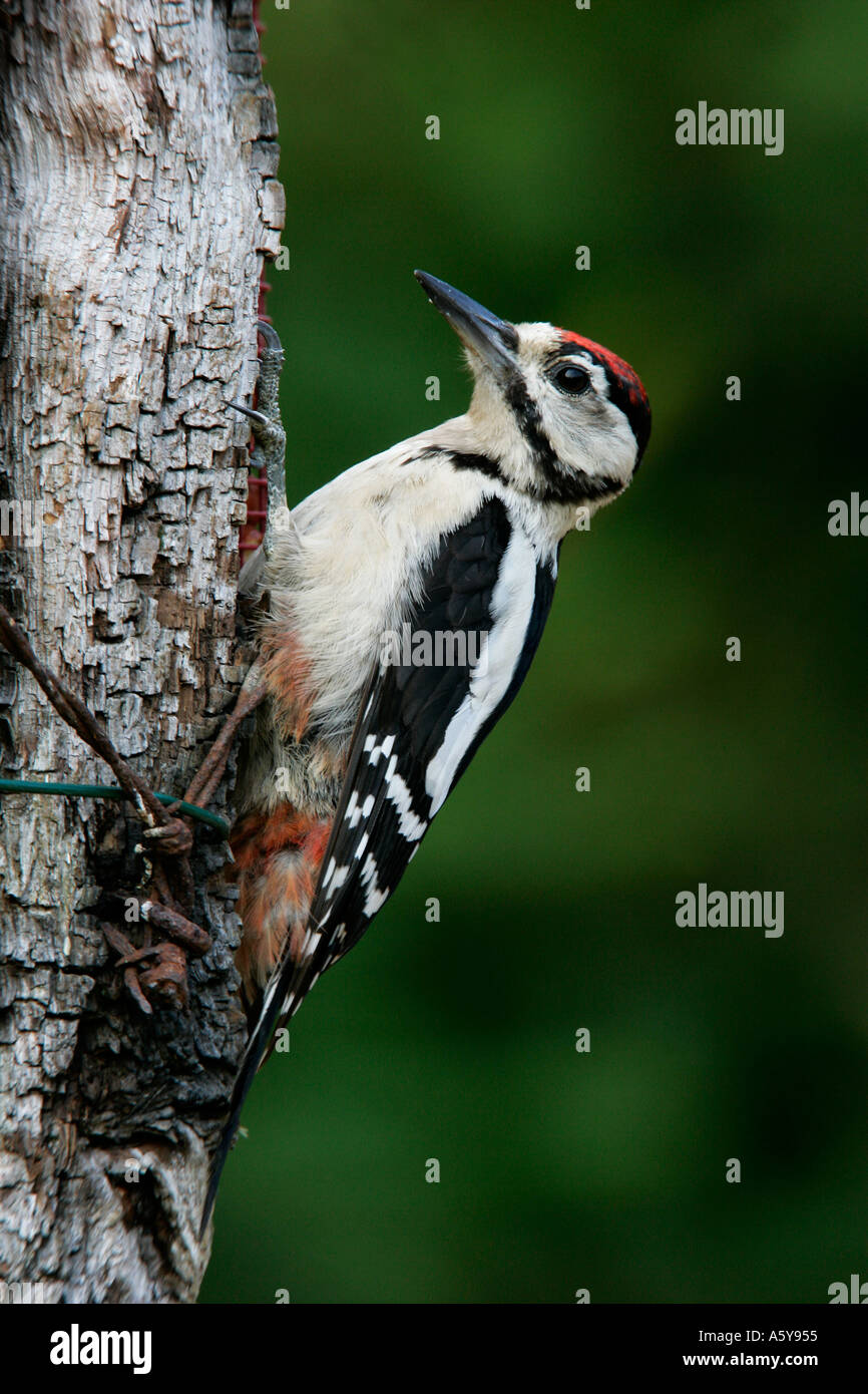 Größere beschmutzt Specht Dendrocopos major am Baumstamm alert Fütterung Potton Bedfordshire suchen Stockfoto