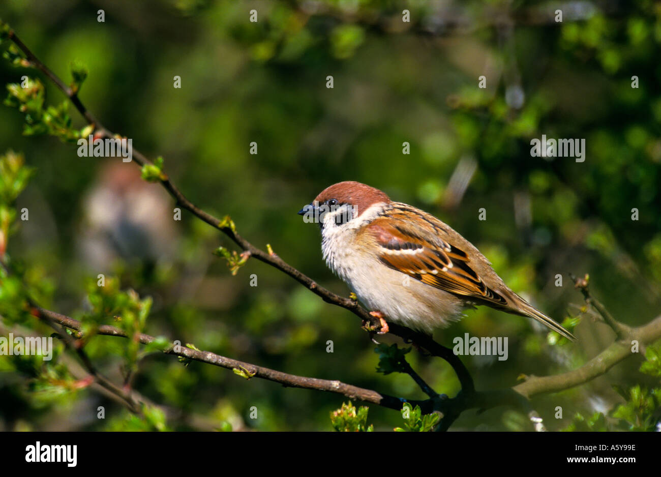 Baum-Spatz (Passer Montanus) thront in Hedge-Sommer Leys northampton Stockfoto
