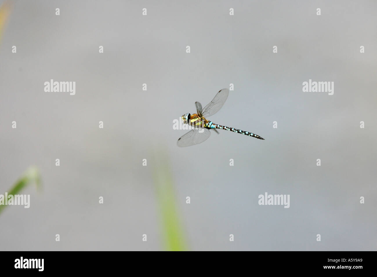 Südlichen Hawker Aeshna Cyanea im Flug Priorat Parken Bedford bedfordshire Stockfoto