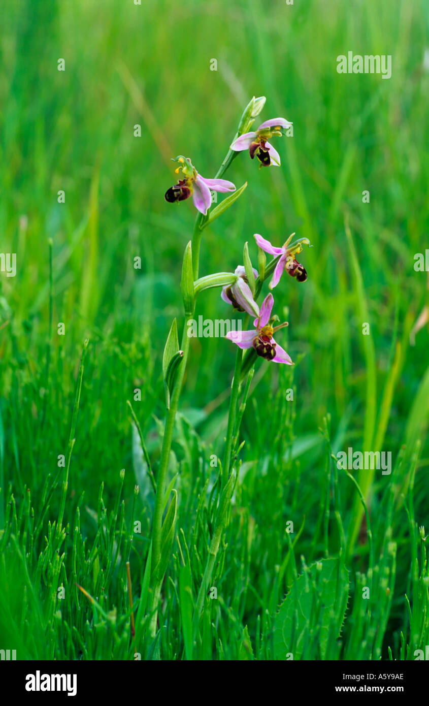 Biene Orchidee Ophrys Apifera Blütenstand wächst in rauhen Grünland Bggleswade Gewerbegebiet bedfordshire Stockfoto