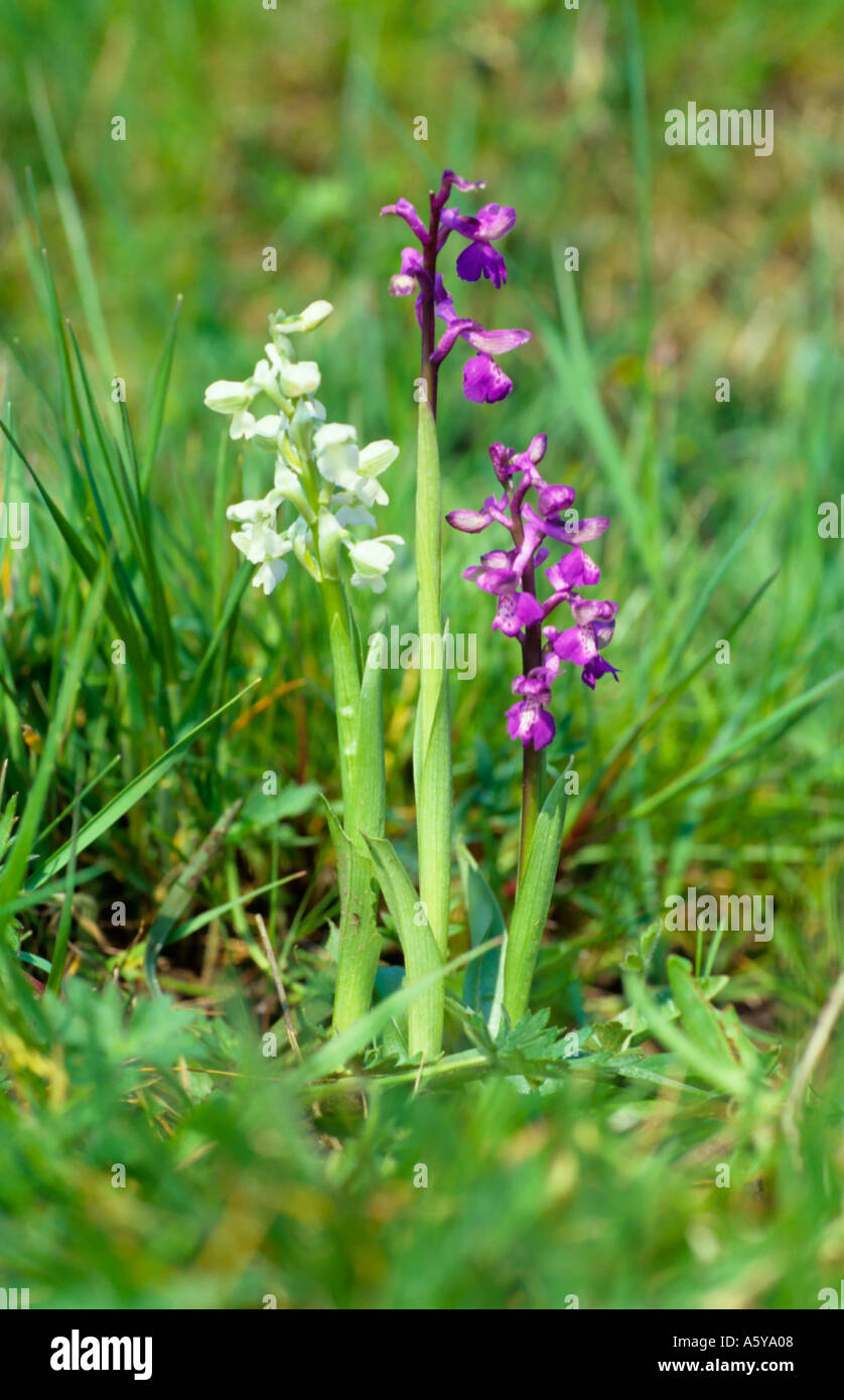 Grün-Winged Orchidee Orchis Morio rosa und weiß Zusammenwachsen Biggleswade bedfordshire Stockfoto