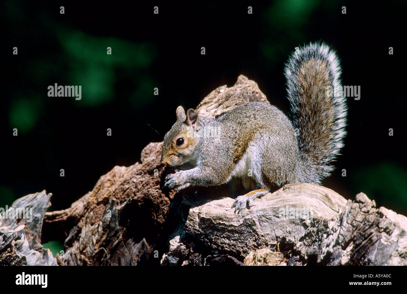 Graue Eichhörnchen (Neosciurus Carolinensis) Essen Nuss auf Log mit Schweif, lee Valley Country Park hertfordshire Stockfoto