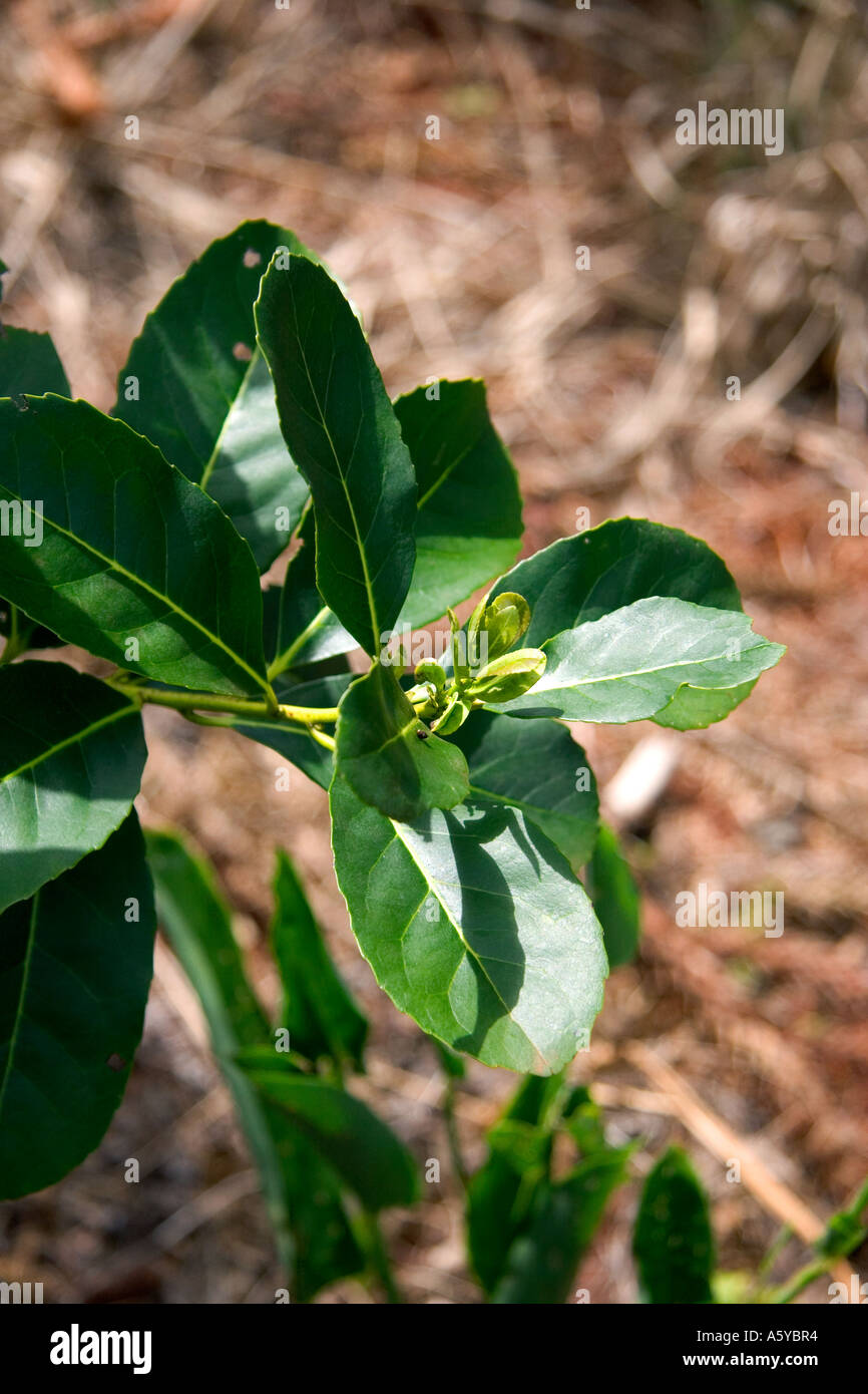 Yerba Mate Pflanze Stockfotos und bilder Kaufen Alamy