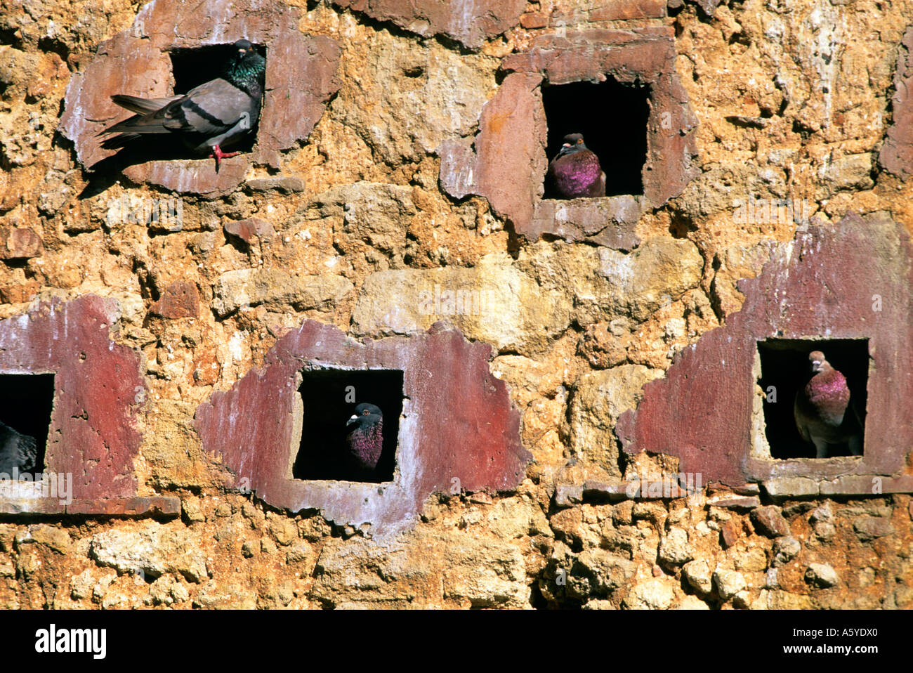 Taube-Löcher auf einem Stein Wand in San Juan, Puerto Rico. Stockfoto