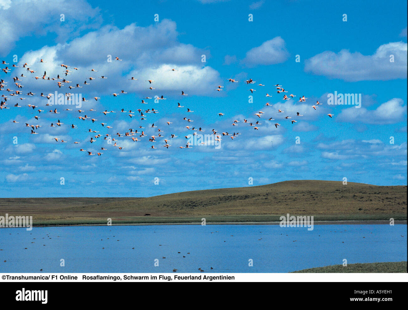 Herde von Rosaflamingos (Phoenicopterus Roseus) fliegen über See, Argentinien Stockfoto