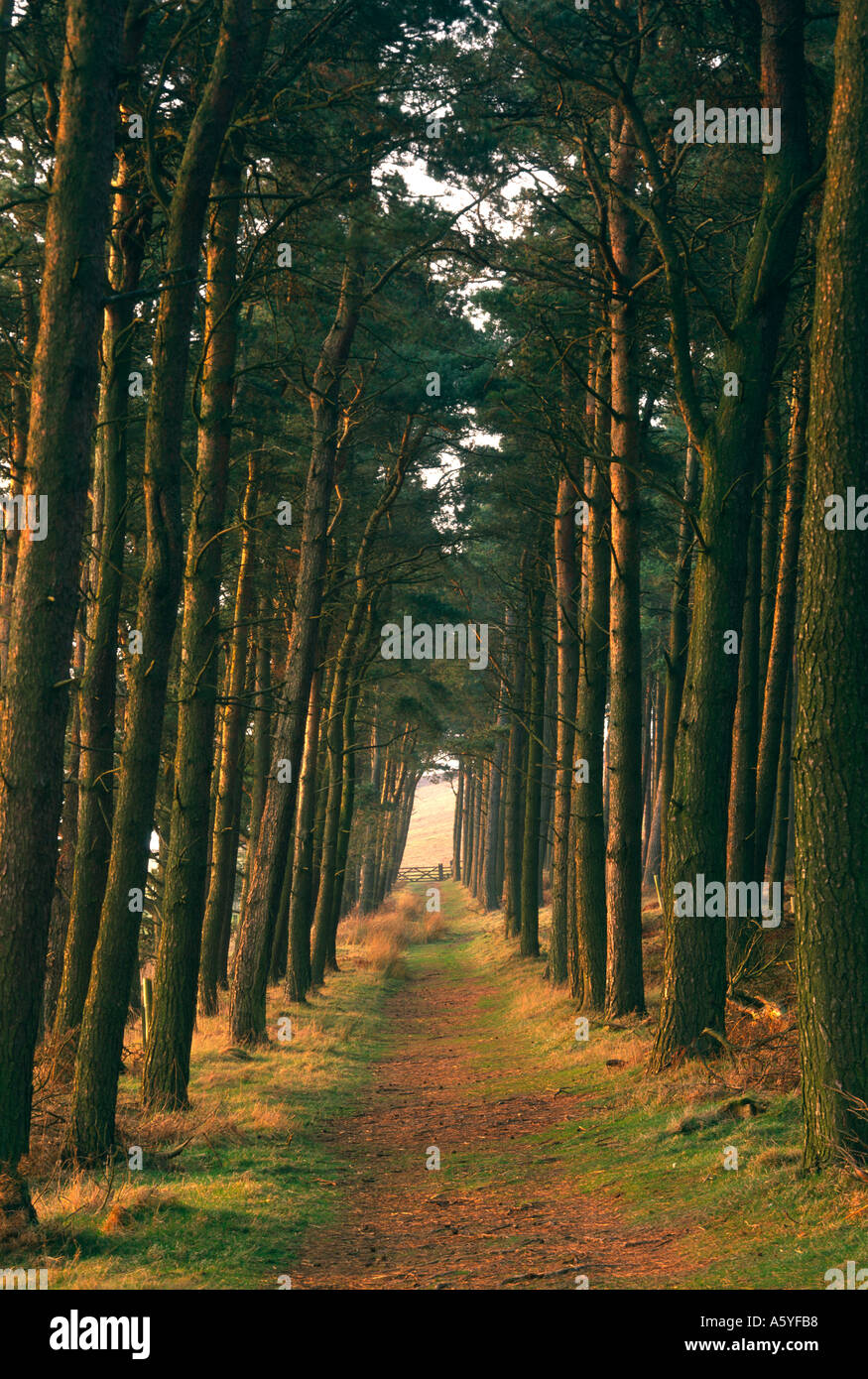 St. Cuthbert s Weg, Rutland Hills, Northumberland England Stockfoto