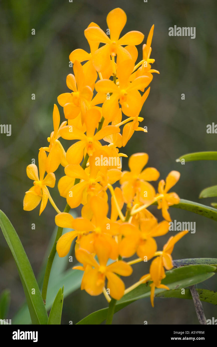 Orchideen in Kuala Lumpur Orchidee Garten verschiedene Mokara Chitty Gold hybrid Stockfoto