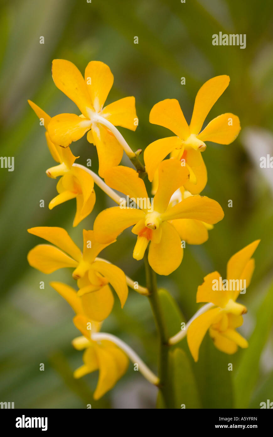 Orchideen in Kuala Lumpur Orchidee Garten verschiedene Mokara Chitty Gold hybrid Stockfoto