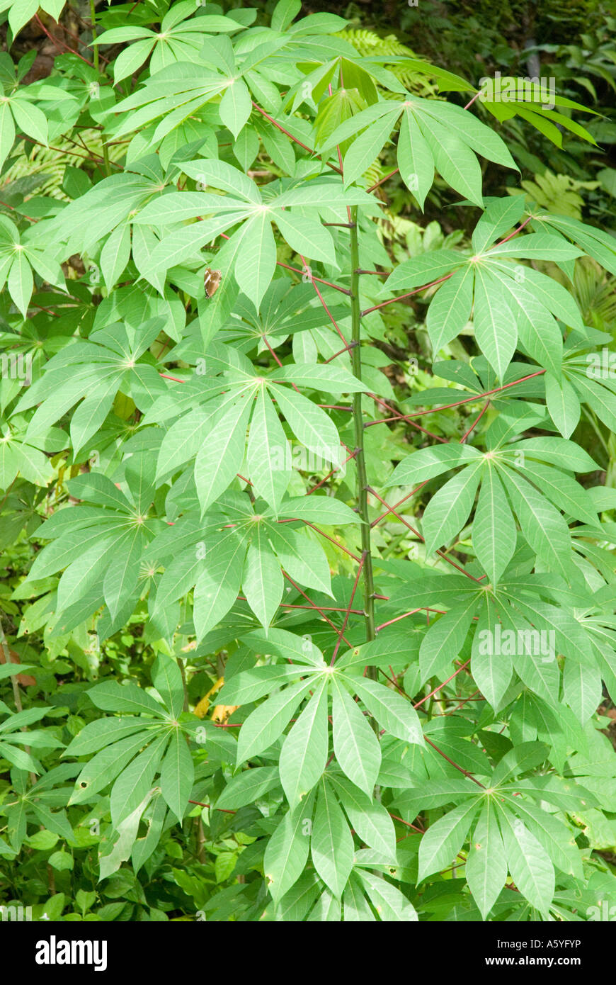 Blätter der Pflanze Tapioka wissen auch als wissenschaftlicher Name Maniok Manihot Esculenta Stockfoto