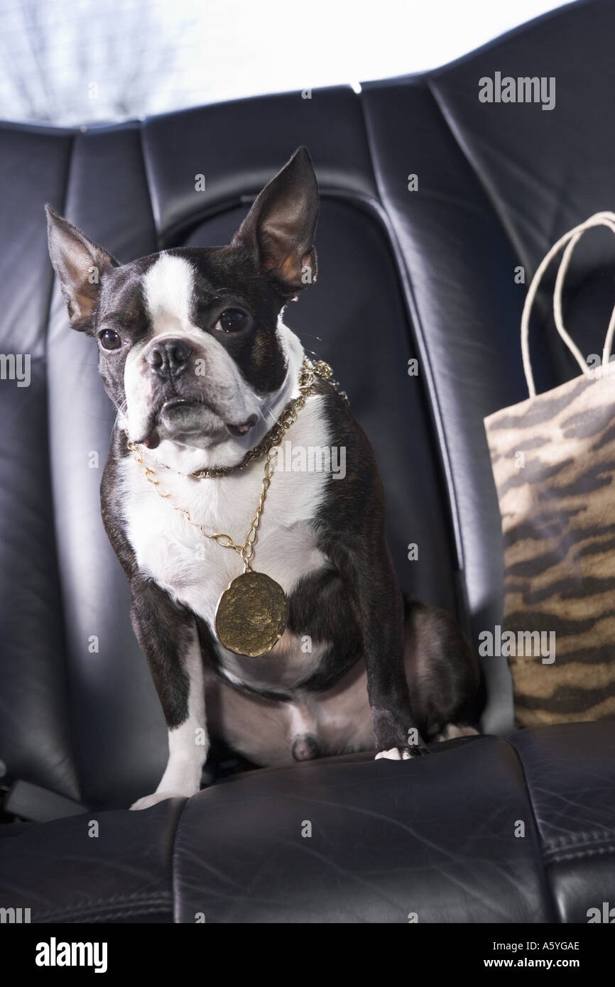 Boston Terrier sitzen im Auto tragen Halskette Stockfoto