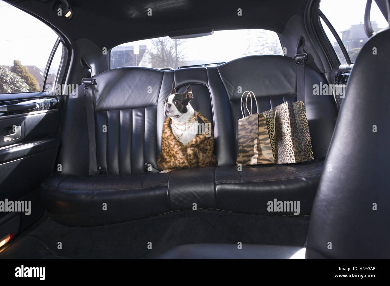 Boston Terrier sitzen im Auto, die Kleidung zu tragen Stockfoto