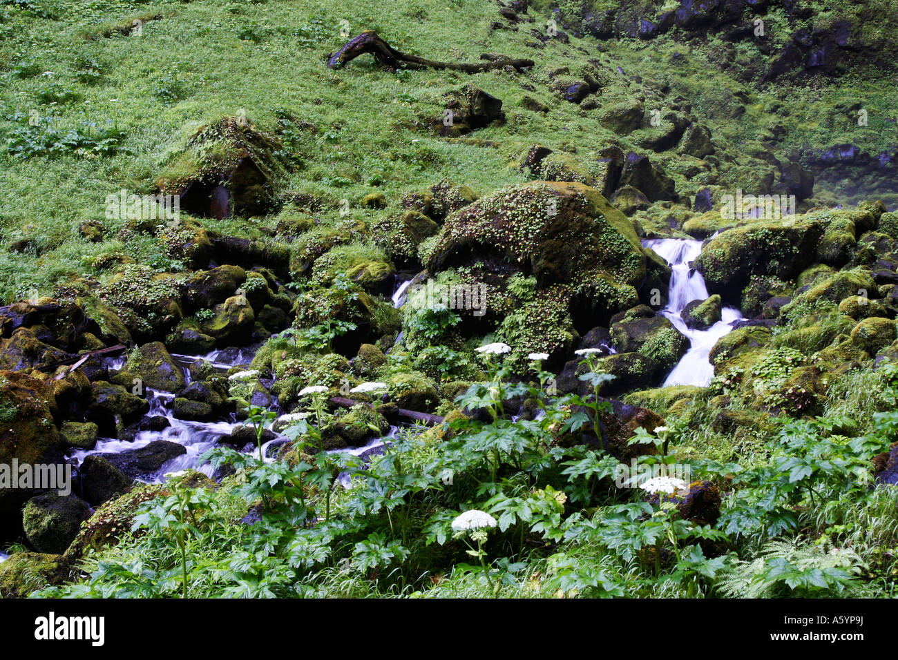 Kleiner Bach auf der Flucht vor Watson fällt Stockfoto