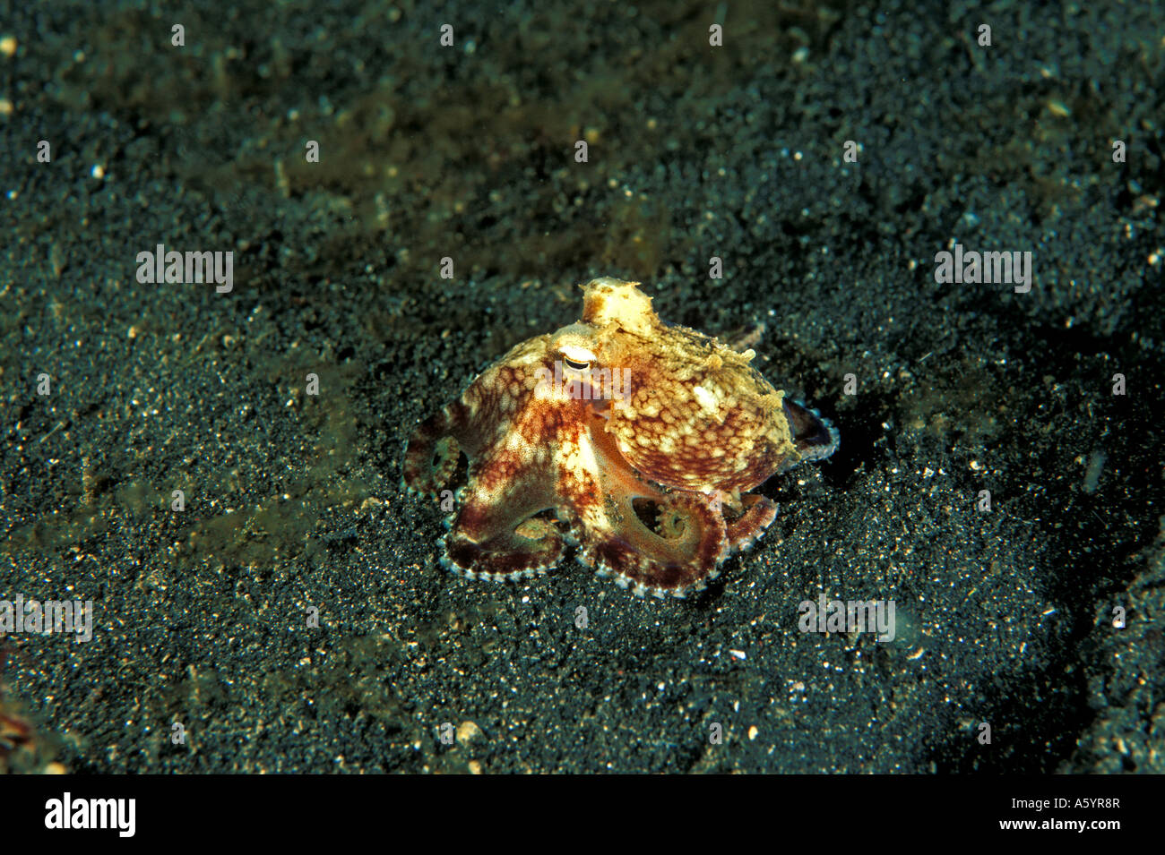 Juvenile Octopus Octopus Marginatus Sulawesi Indonesien Stockfoto