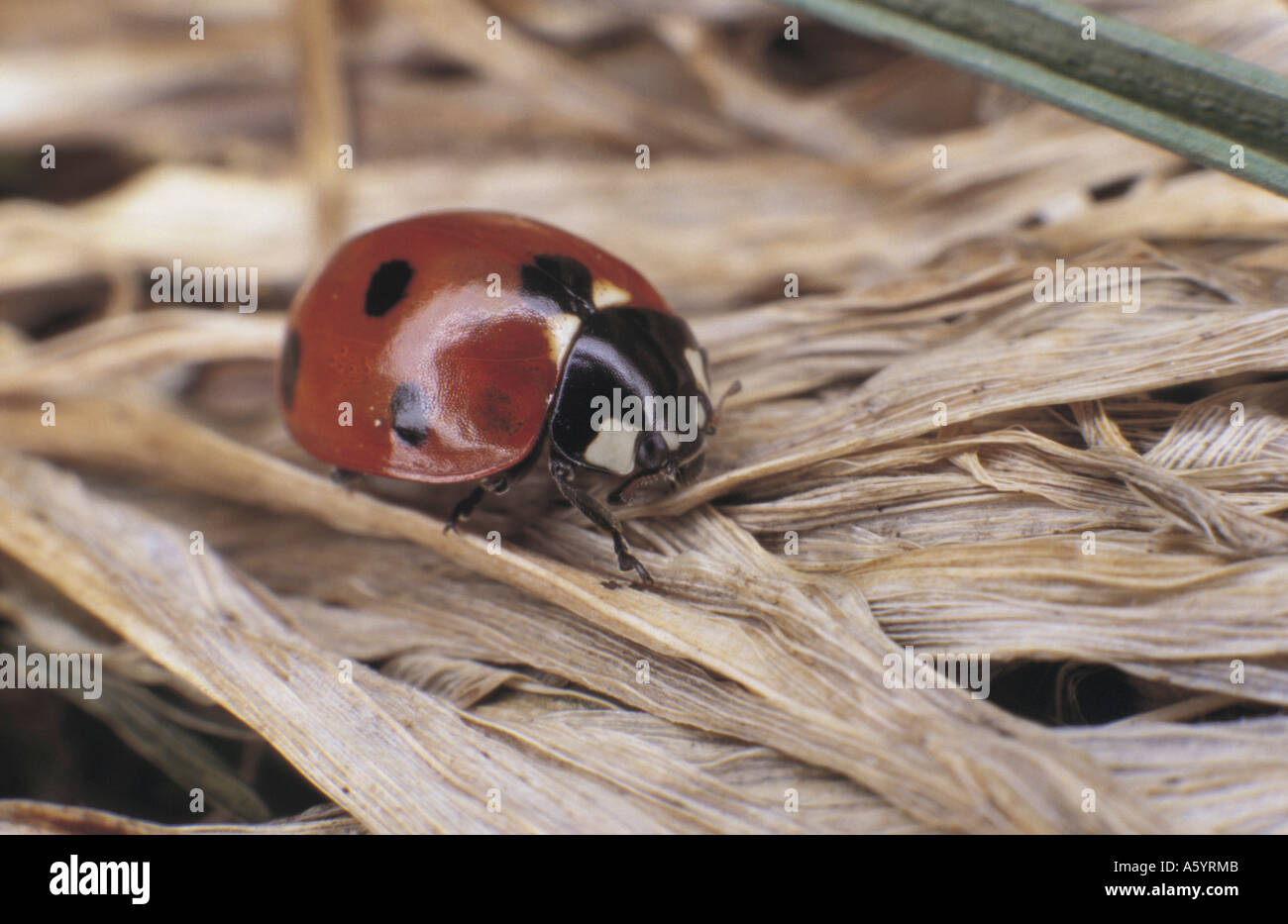 Nahaufnahme der Marienkäfer auf trockene Blätter, Deutschland Stockfoto