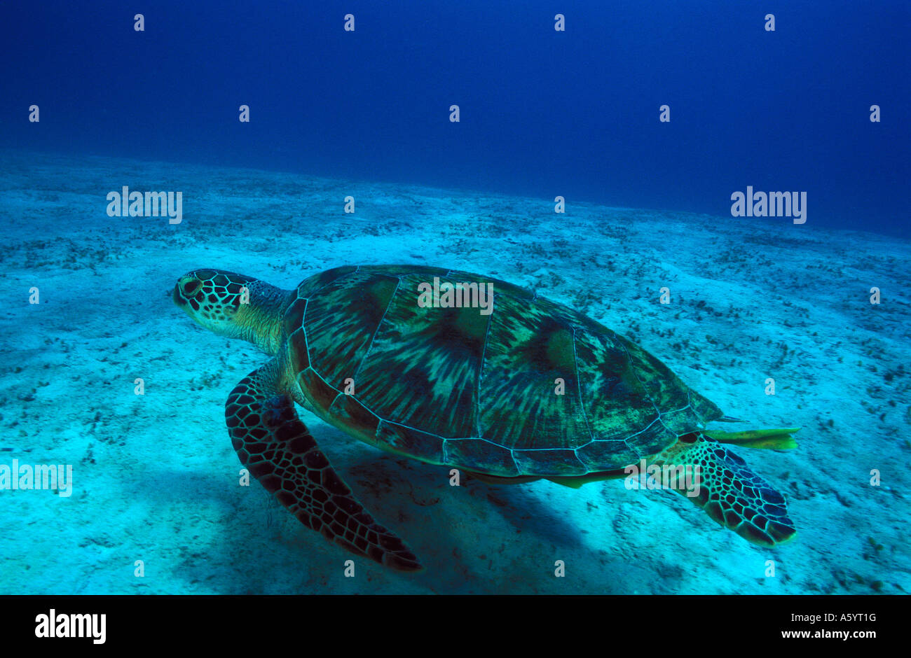 Grüne Schildkröte Chelonia Mydas Calamian Inseln Philippinen Stockfoto