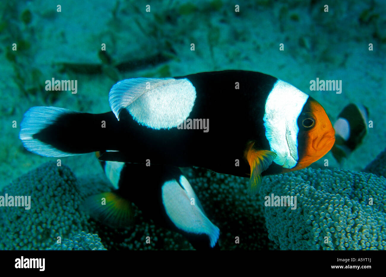 Gesattelt Anemonenfischen Amphiprion Polymnus Calamian Inseln Philippinen Stockfoto